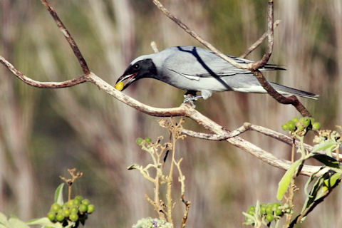 Black-faced Cuckoo-shrike (Coracina novaehollandiae)
